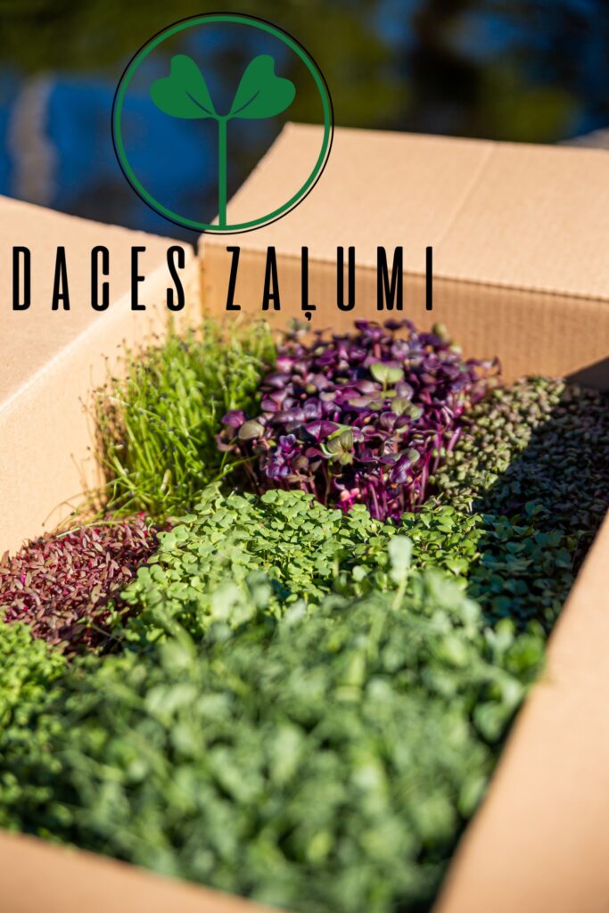 Mikrozaļumu MIX 10 kastītes (piemērs)